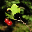 ríbezľa alpínska (Ribes alpinum)