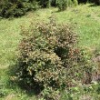 ríbezľa alpínska (Ribes alpinum)