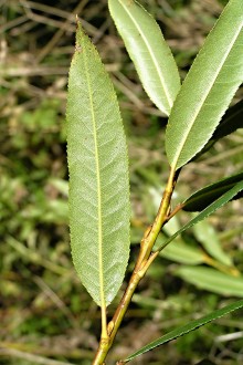 vŕba trojtyčinková (Salix triandra) - spodná strana