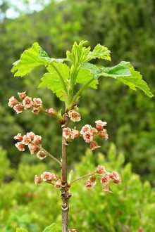 ríbezľa skalná (Ribes petraeum)