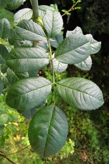 ruža šípová (Rosa canina)