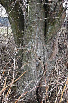 vŕba rakytová (Salix caprea) - borka hrubo sieťovito rozpukaná