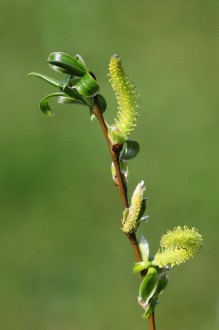 vŕba biela (Salix alba) - samčie (♂) jahňady