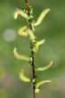 vŕba biela (Salix alba) - samčie (♂) jahňady