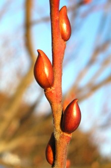 vŕba rakytová (Salix caprea) - kvetné púčiky