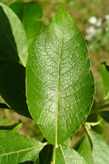 vŕba rakytová (Salix caprea) - vrchná strana