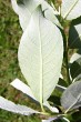 vŕba rakytová (Salix caprea) - spodná strana