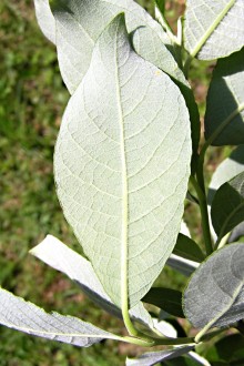 vŕba rakytová (Salix caprea) - spodná strana