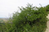 čerešňa mahalebková (Devínska Kobyla, 7/2011)