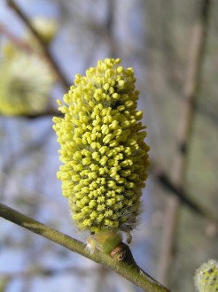 vŕba rakytová (Salix caprea) - samčie (♂) jahňady