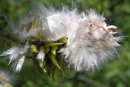 vŕba rakytová (Salix caprea) - páperisté nažky