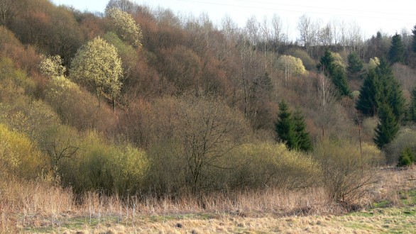 vŕba rakytová (Salix caprea) - na bývalých pasienkoch v čase kvitnutia