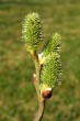 vŕba rakytová (Salix caprea) - samičie (♀) jahňady
