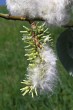 vŕba rakytová (Salix caprea)  - pukajúce tobolky 