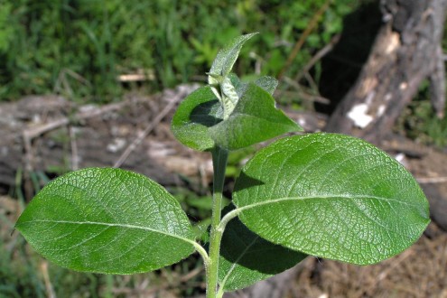 vŕba rakytová (Salix caprea)  - vetvička s listami, vrchná strana