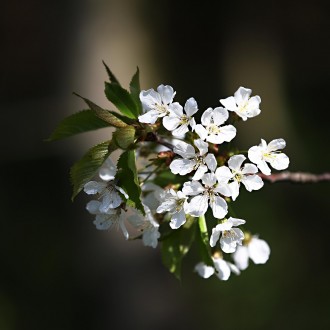 čerešňa vtáčia (Cerasus avium)