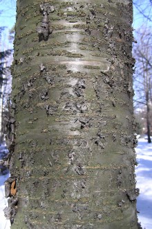 čerešňa vtáčia (Cerasus avium) - borka
