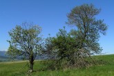 vŕba rakytová (Salix caprea) - ako jedna z prvých osídľuje uvoľnené a zdevastované plochy 