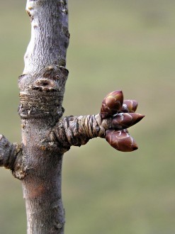 čerešňa vtáčia (Cerasus avium) - brachyblast s nakpenými kvetnými púčikmi