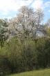 čerešňa vtáčia (Cerasus avium)