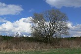vŕba rakytová (Salix caprea)