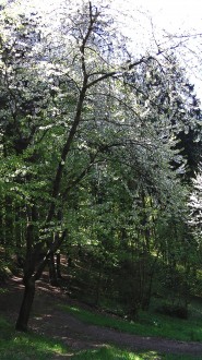 čerešňa vtáčia (Cerasus avium) - vtrúsená v poraste