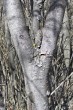 vŕba sivá (Salix eleagnos) - borka