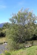 vŕba sivá (Salix eleagnos) - ako súčasť brehových porastov vysokohorskej rieky Belá