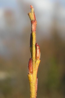 vŕba sivá (Salix eleagnos) - púčiky, ku koncu vetvičky nakopené
