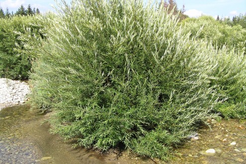 vŕba sivá (Salix eleagnos) -  ako jedna z prvých obsadzuje naplavené štrkové lavice spolu s vŕbou purpurovou (Salix purpurea) resp. myrikovkou nemeckou) na vysokohorskej rieke Belá