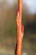 vŕba sivá (Salix eleagnos)