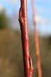 vŕba sivá (Salix eleagnos) - púčiky