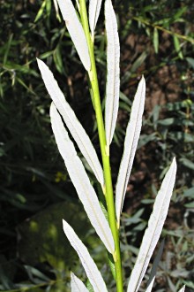 vŕba sivá (Salix eleagnos) - vetvička s listami - spodná strana