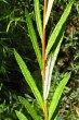 vŕba sivá (Salix eleagnos) - vetvička s listami - vrchná strana