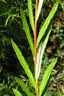 vŕba sivá (Salix eleagnos) - vetvička s listami - vrchná strana