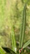 vŕba sivá (Salix eleagnos) - vrchná strana