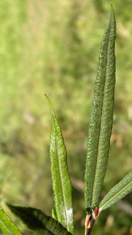 vŕba sivá (Salix eleagnos) - vrchná strana