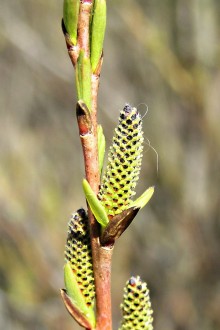 vŕba sivá (Salix eleagnos) - samičie (♀) jahňady