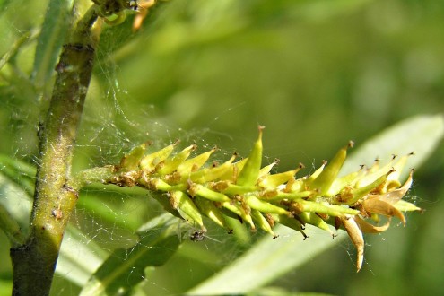 vŕba sivá (Salix eleagnos) - tobolky zoskupené do strapcovitých súplodí