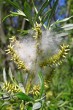 vŕba sivá (Salix eleagnos) - pukajúce tobolky uvolľnujúce páperisté nažky