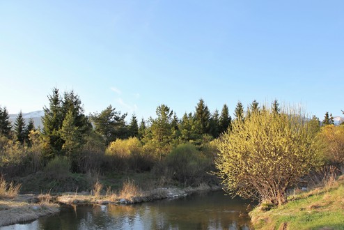 vŕba sivá (Salix eleagnos) - ako súčasť brehových porastov rieky Belá