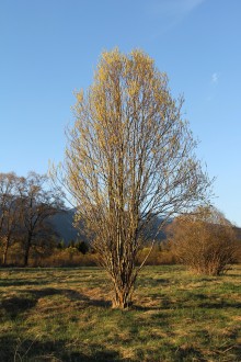 vŕba sivá (Salix eleagnos)