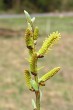vŕba sivá (Salix eleagnos) - samčie (♂) jahňady