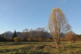 vŕba sivá (Salix eleagnos) - ako krajinotvorný prvok