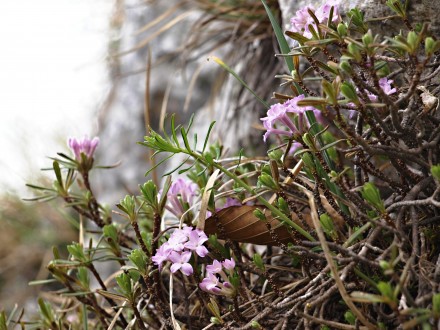 lykovec muránsky (Daphne arbuscula)