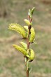 vŕba sivá (Salix eleagnos) - samčie (♂) jahňady