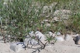 vŕba sivá (Salix eleagnos) - ako jedna z prvých obsdzuje čerstvé naplaveniny na horských riekach