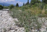 vŕba sivá (Salix eleagnos) - ako jedna z prvých obsadzuje naplavené štrkové lavice spolu s vŕbou purpurovou (Salix purpurea) resp. myrikovkou nemeckou (Myricaria germanica) 