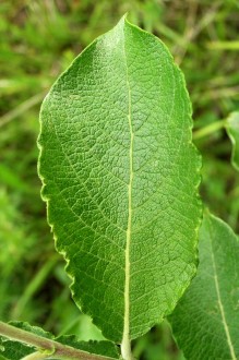 vŕba popolavá (Salix cinerea) - vrchná strana