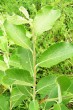 vŕba popolavá (Salix cinerea) - vetvička s listami